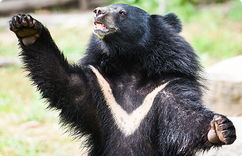 Gangwon Animal: Asiatic Black Bear