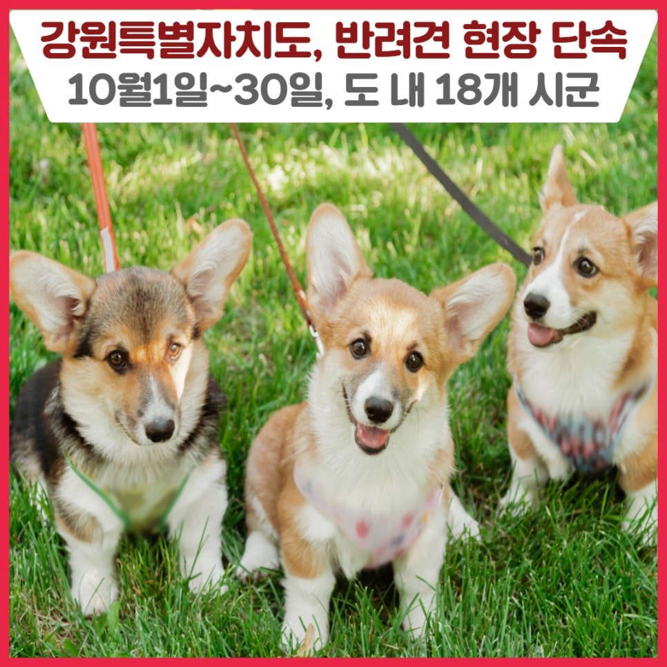 2024년 하반기 반려견 소유자 준수사항 홍보 및 현장 단속 추진🐕‍🦺