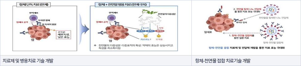 치료제 및 병용치료 기술 개발 / 항체-천연물 접합 치료기술 개발